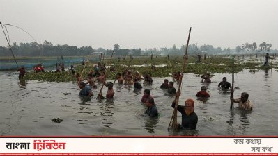 কাতিল বিলে মাছ ধরা উৎসব (ভিডিও)