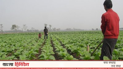 তামাক ক্ষেত