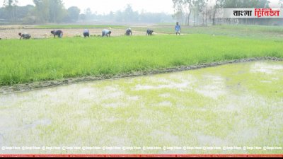 চারা মরে যাওয়ায় নতুন করে চারা আবাদ করা হয়েছে 