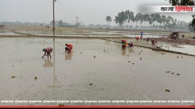 চারার অভাবে জমি ফাঁকা পড়ে আছে