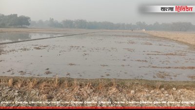 চারার অভাবে জমি ফাঁকা পড়ে আছে
