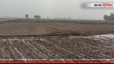 চারার অভাবে জমি ফাঁকা পড়ে আছে