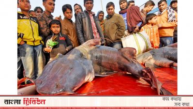 পোড়াদহ মেলায় ওঠা বাঘাইর মাছ