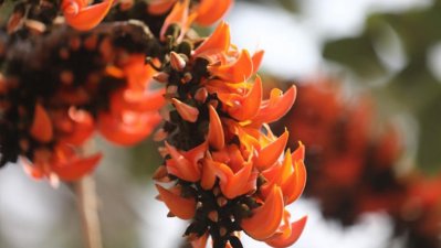 ফাগুন হাওয়ায় হাওয়ায়