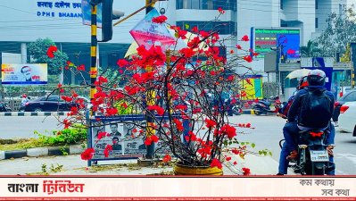 সড়ক বিভাজকে বাগানবিলাস ফুল। ছবিটি  জনস্বাস্থ্য প্রকৌশলী অধিদফতরের সামনের মোড় থেকে তোলা।