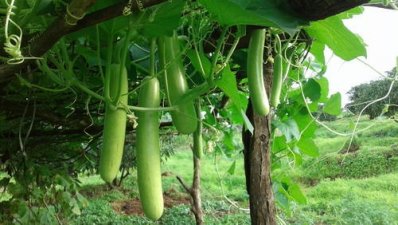লাউ খেলে রেহাই মিলবে যেসব রোগ থেকে