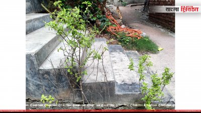 তুলসি গাছ