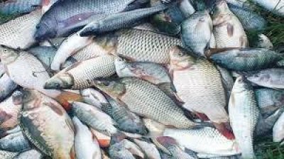 মাছ (ছবি সংগৃহীত)