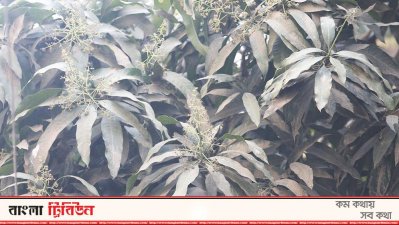 ঢাকার গাছে মাসে ধুলা জমে ১৩ হাজার মেট্রিক টন