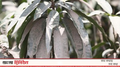 ঢাকার গাছে মাসে ধুলা জমে ১৩ হাজার মেট্রিক টন