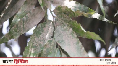 ঢাকার গাছে মাসে ধুলা জমে ১৩ হাজার মেট্রিক টন