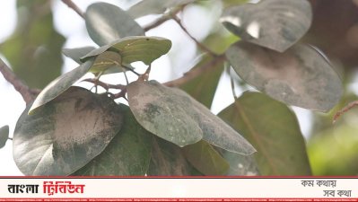 ঢাকার গাছে মাসে ধুলা জমে ১৩ হাজার মেট্রিক টন