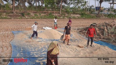গাছ থেকে ধান ছুড়ানোর কাজ চলছে
