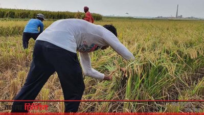 শ্রমিক সংকটে অন্য পেশার শ্রমিকরা ধান কাটছেন