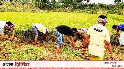 কৃষকের ধান কেটে ঘরে তুলে দিলো ছাত্রলীগ