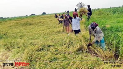 ধান কাটায় ব্যস্ত কৃষকরা