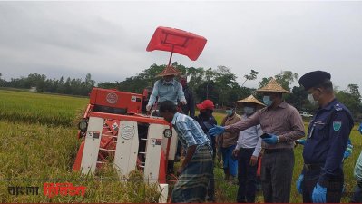 মেশিন দিয়ে ধান কাটা হচ্ছে