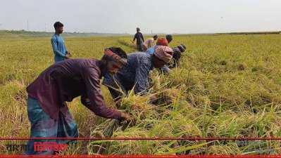 স্বল্পসংখ্যক শ্রমিক দিয়েই চলছে বোরো মৌসুমের ধান কাটা  