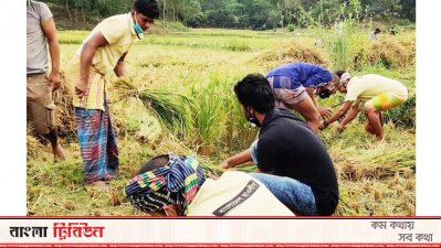 কৃষকের ধান কেটে ঘরে তুলে দিলো ছাত্রলীগ