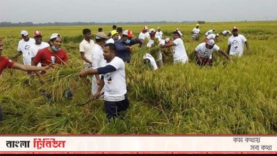 ধান কাটছেন ছাত্রলীগ ও যুবলীগের কর্মীরা