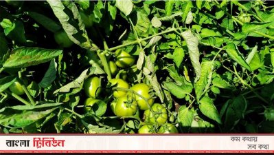টমেটো কিনতে শরীয়তপুর থেকে পঞ্চগড়ে বেপারি আনলো পুলিশ