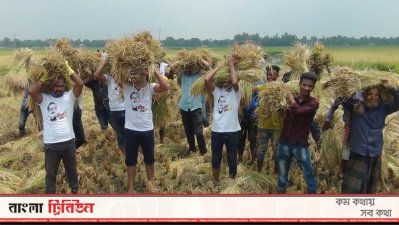 ধান কেটে পৌঁছে দিচ্ছেন ছাত্রলীগ নেতাকর্মীরা