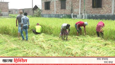 কৃষকের ধান কেটে দিচ্ছেন স্বেচ্ছাসেবক লীগ কর্মীরা
