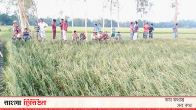 টাঙ্গাইলে শিলাবৃষ্টিতে ফসলের ক্ষতি