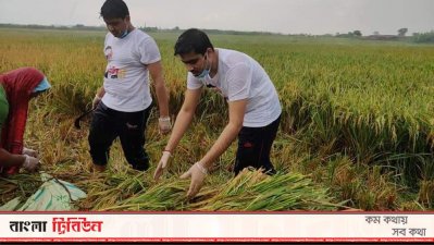 ধান কাটায় ব্যস্ত ছাত্রলীগ সভাপতি ও সাধারণ সম্পাদক
