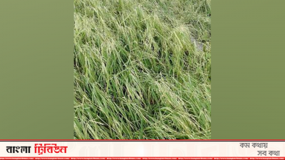নাটোরে শিলাবৃষ্টি