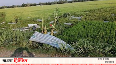 টাঙ্গাইলে ঝড়ে ধানের ক্ষতি