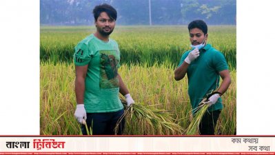 সেনবাগে ধান কাটছে ছাত্রলীগ