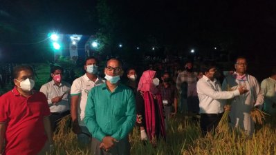 সুনামগঞ্জে রাতেও ধান কাটা হচ্ছে