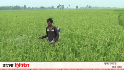 ধান ক্ষেত