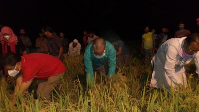 সুনামগঞ্জে রাতেও ধান কাটা হচ্ছে