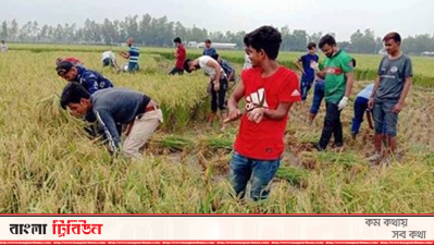 ধান কাটছেন ছাত্রলীগের নেতাকর্মীরা