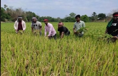 বিনা পারিশ্রমিকে কৃষকের ধান কেটে দিচ্ছে লংগদু ছাত্রলীগ