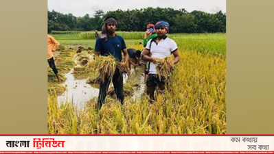 বিনা পারিশ্রমিকে ধান কেটে দিচ্ছেন ছাত্রলীগের নেতাকর্মীরা