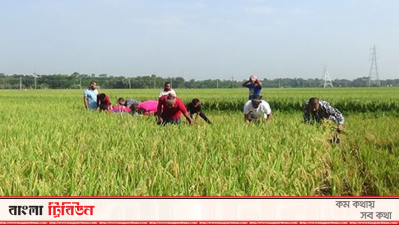 ধান কেটে দিচ্ছেন ছাত্রলীগের নেতাকর্মীরা