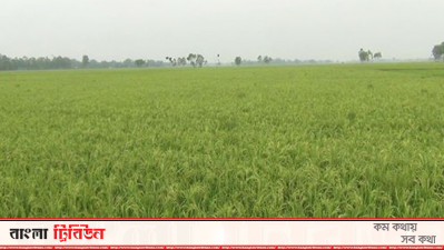 ধান ক্ষেত