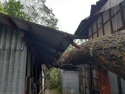 নড়িয়ায় ঘরের ওপর গাছ ভেঙে পড়ে একজনের মৃত্যু
