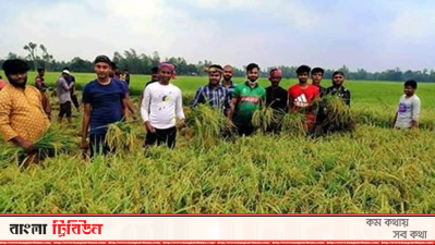 ধান কেটে দিচ্ছেন ছাত্রলীগের নেতাকর্মীরা