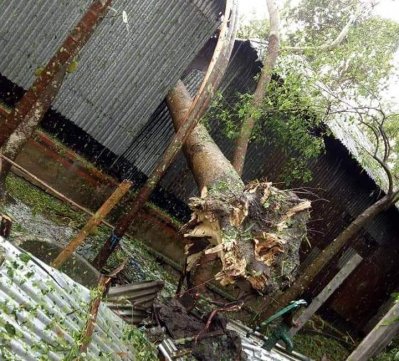 মানিকগঞ্জে ঘরের ওপর গাছ ভেঙে একজনের মৃত্যু