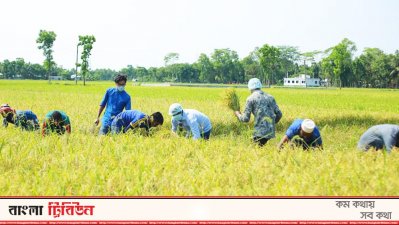 ধান কাটছেন ছাত্রলীগের নেতাকর্মীরা