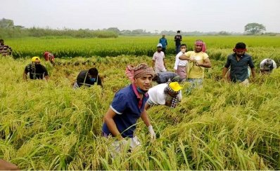 ছাত্রদলের নেতাকর্মীরা ধান কেটে দিচ্ছেন