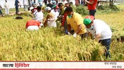 আড়িয়াল বিলে ধান কাটলেন স্বেচ্ছাসেবক লীগ সভাপতি ও সম্পাদক