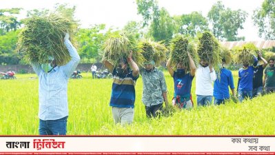 ধান কেটে কৃষকের বাড়িতে পৌঁছে দিচ্ছেন ছাত্রলীগের নেতাকর্মীরা 