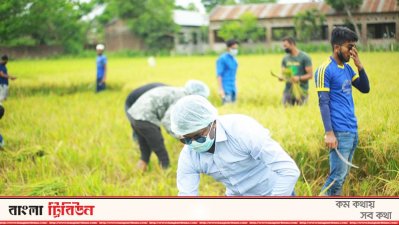 ধান কাটছেন ছাত্রলীগের নেতাকর্মীরা