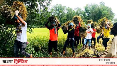 ধান কেটে কৃষকের বাসায় পৌছে দিচ্ছেন ছাত্রলীগের নেতাকর্মীরা