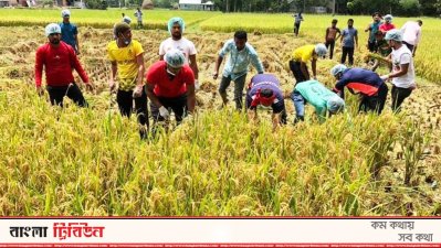 কৃষকের ধান কেটে দিচ্ছেন ছাত্রলীগের নেতাকর্মীরা